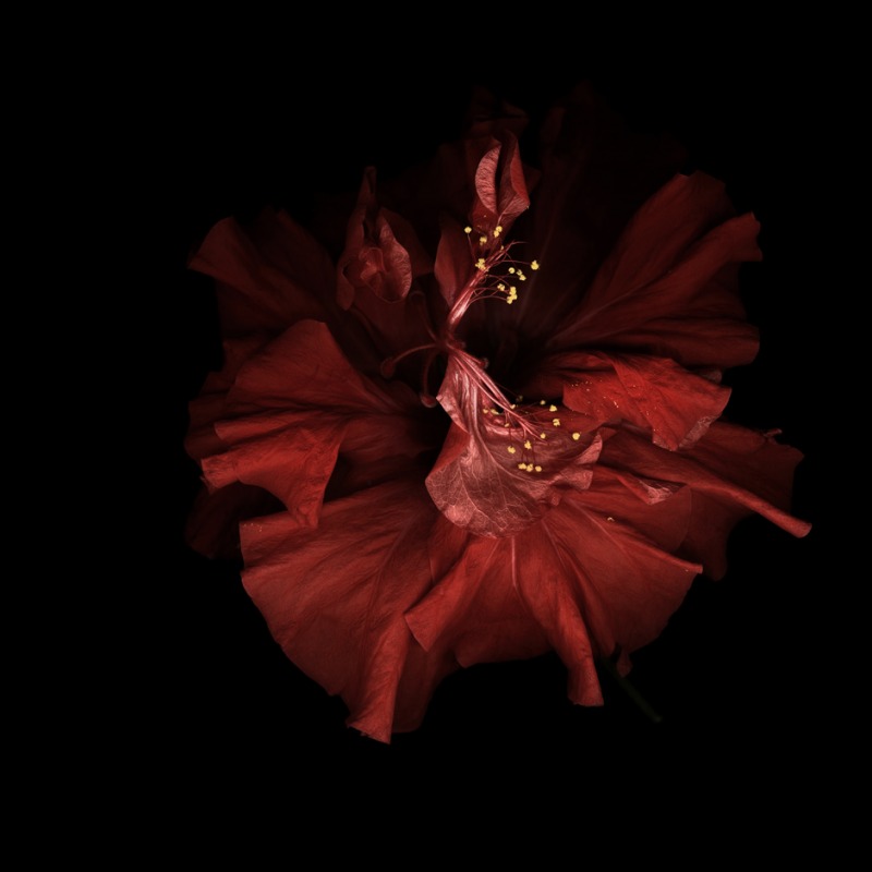 Red II, 2006-2010