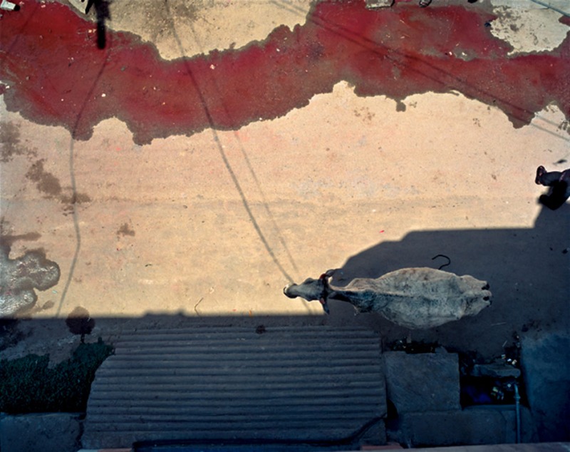 Holi Cow, Jaipur, India, 2000-2006