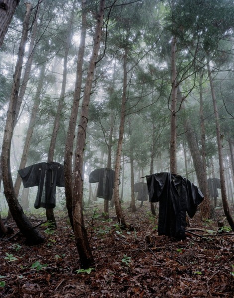 Pinewood Mist, 2004