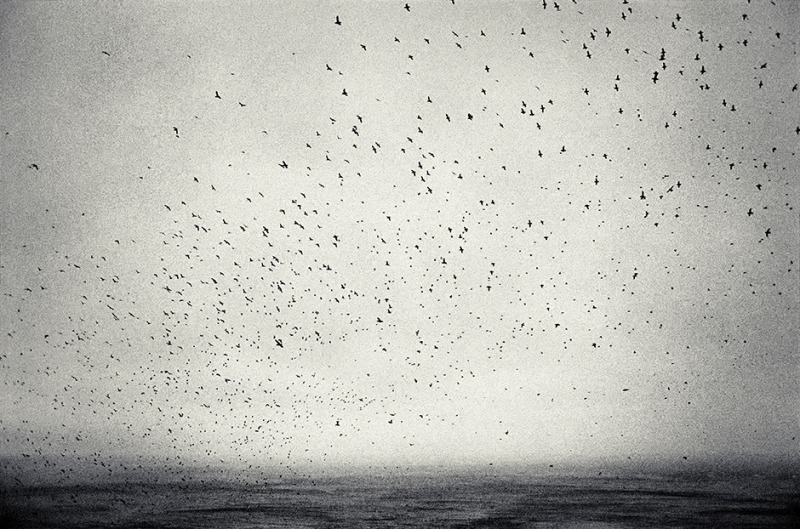 The puffins, 1993