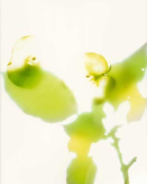 Apple Tree, 2019