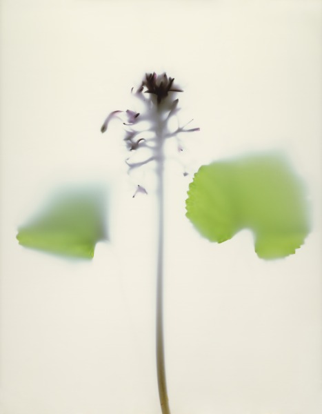 Butterbur, 2018