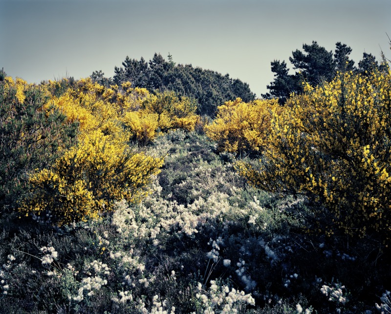 Skagen VIII