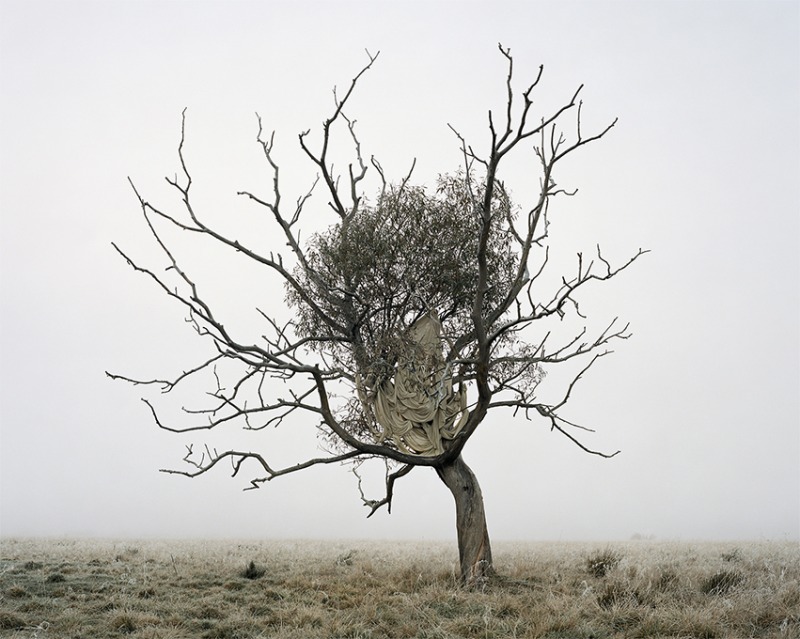 Crack Willow, 2019