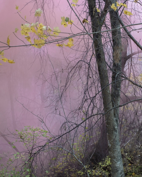 Untitled (Forest 10)
