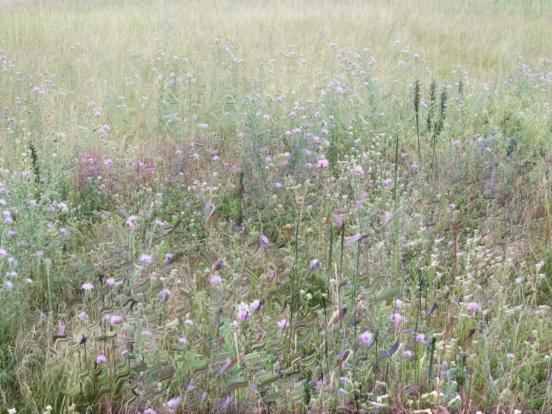Sandra Kantanen | Meadow