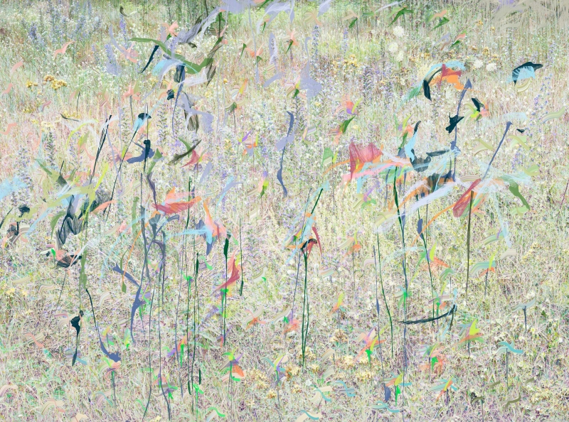 Meadow 04
