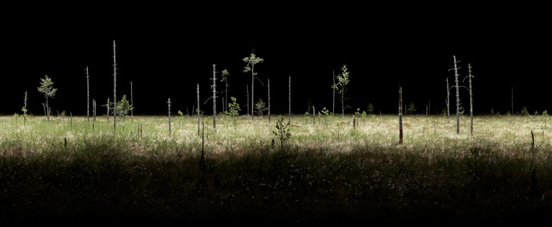 Mieliäis Swamp