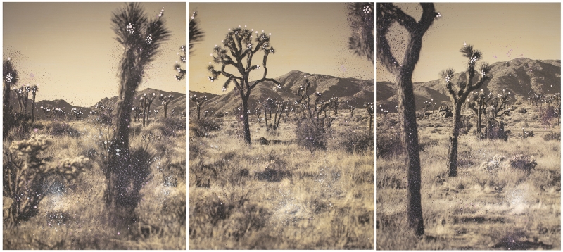 Moody Morning with Flowers Like Diamonds Triptych (Joshua Tree National Park)