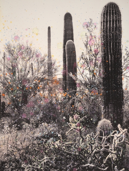 Pink Biodiversity in Saguaro National Park #1