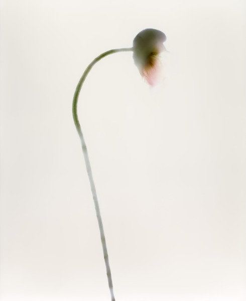 Poppy, 1999/2019