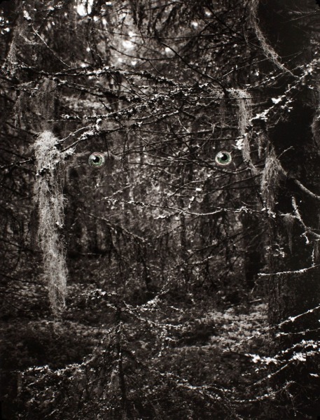 Spirit of the Forest, 2