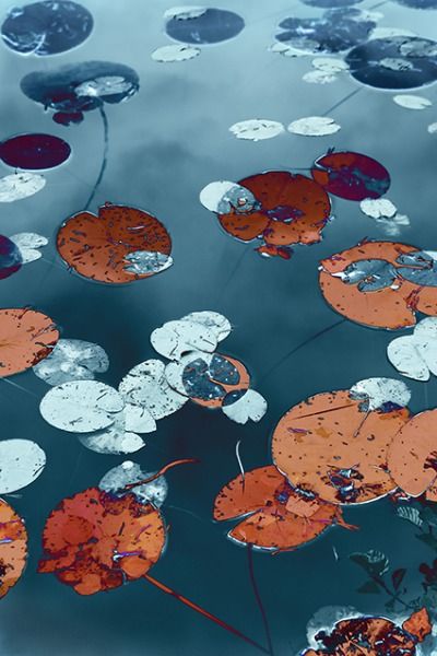 Water Lilies #3, 2018