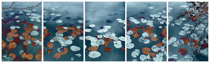 Water Lilies #1, 2018