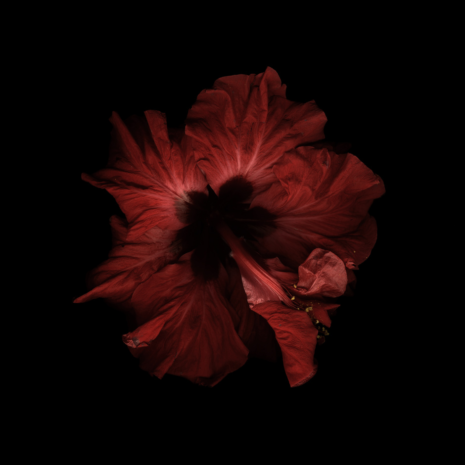 Red IX, 2006-2010