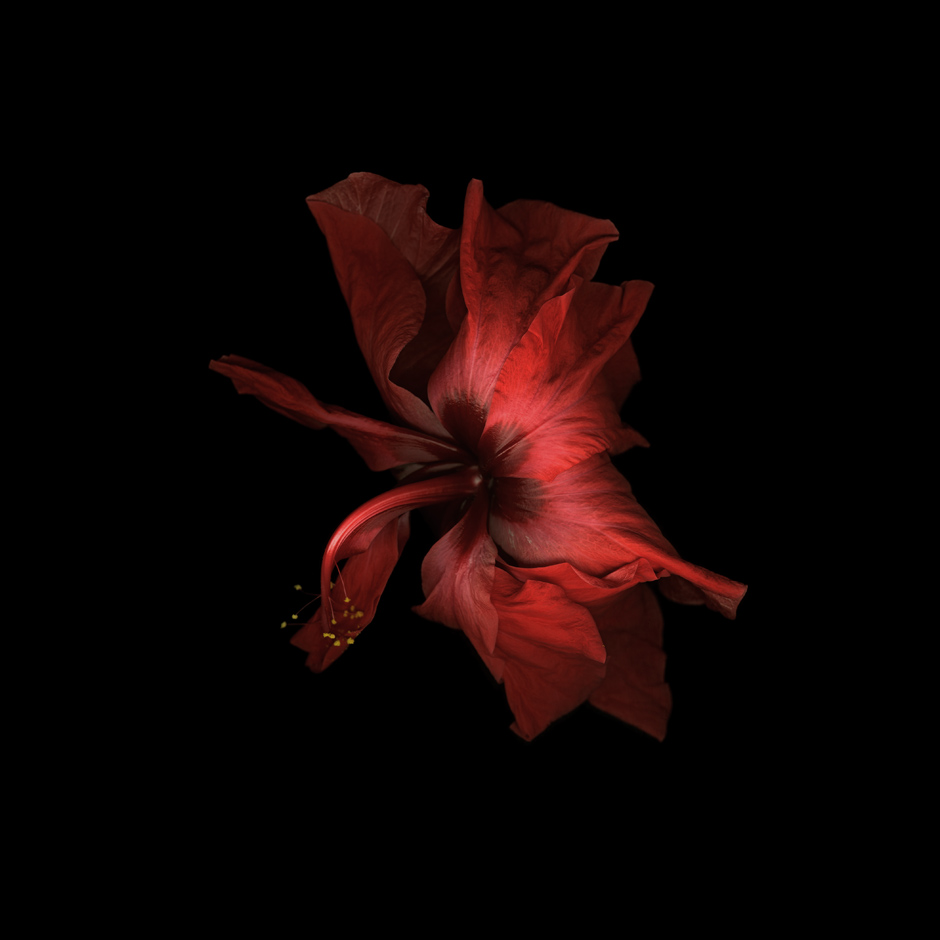 Red XXXII, 2006-2010