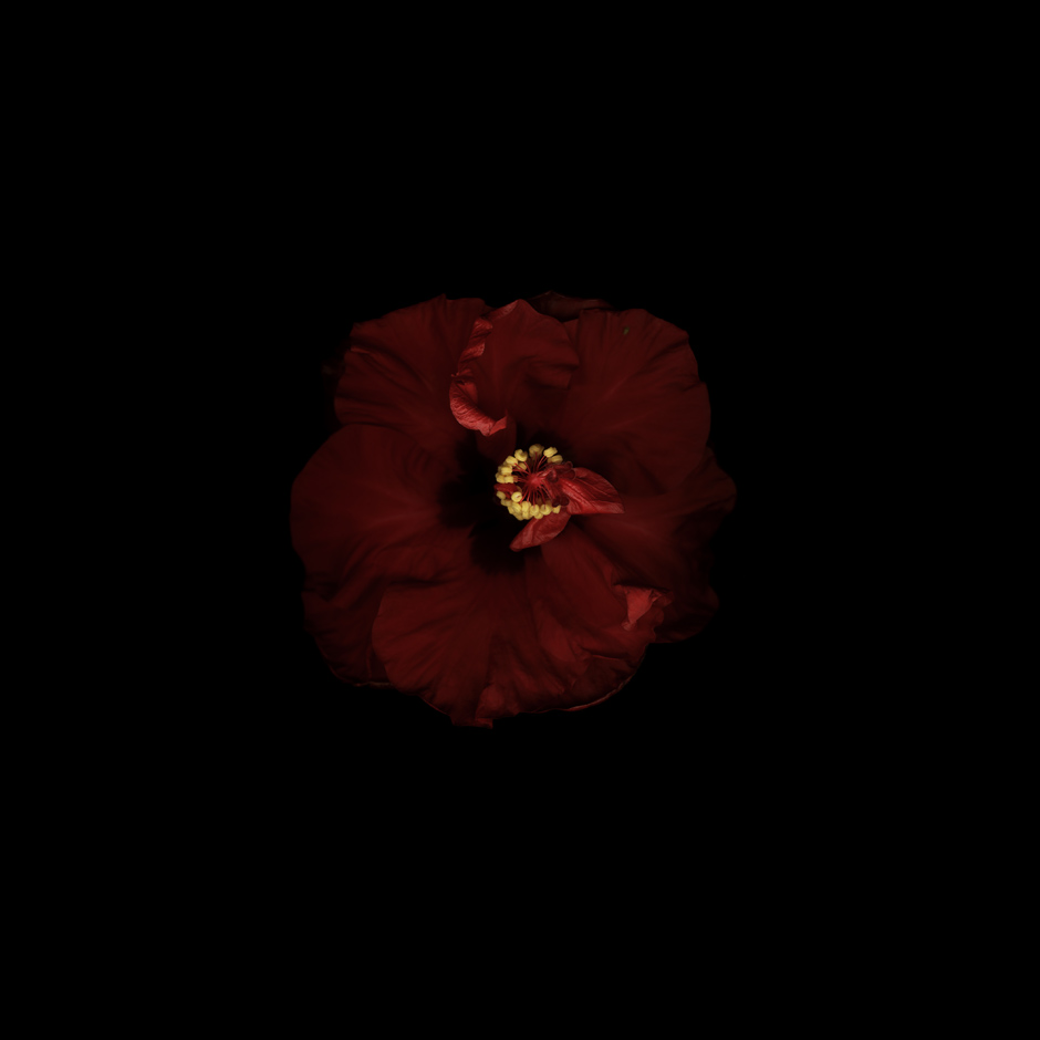 Red XXI, 2006-2010