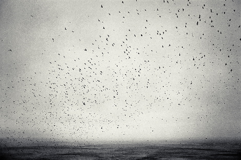 The puffins, 1993