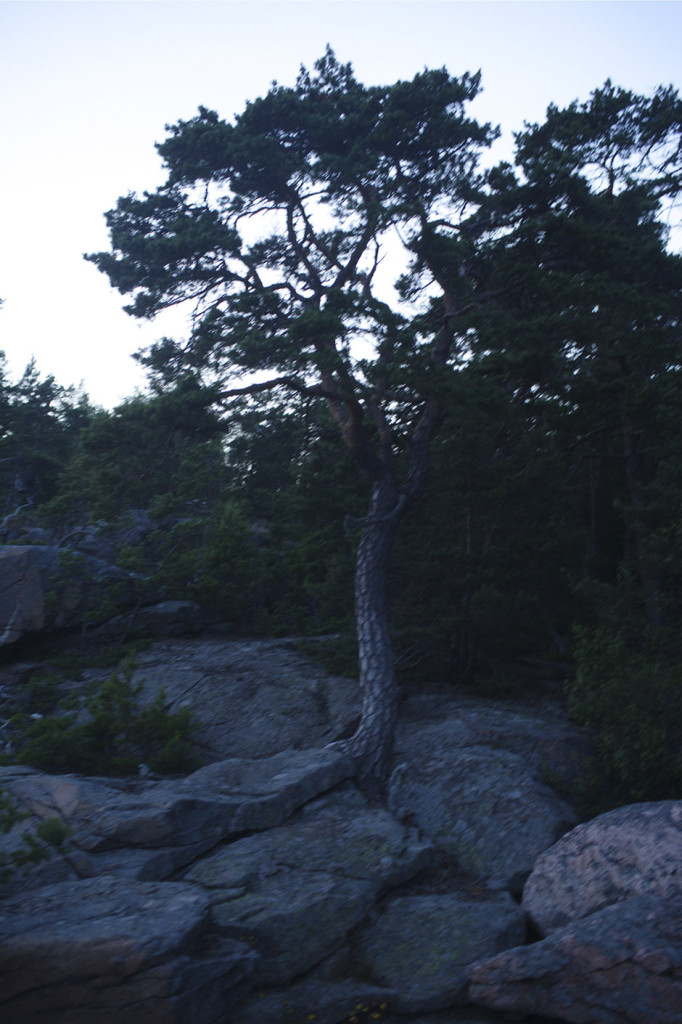 Of the Excellence of Trees # 2 (DLGB # 2), 2012 