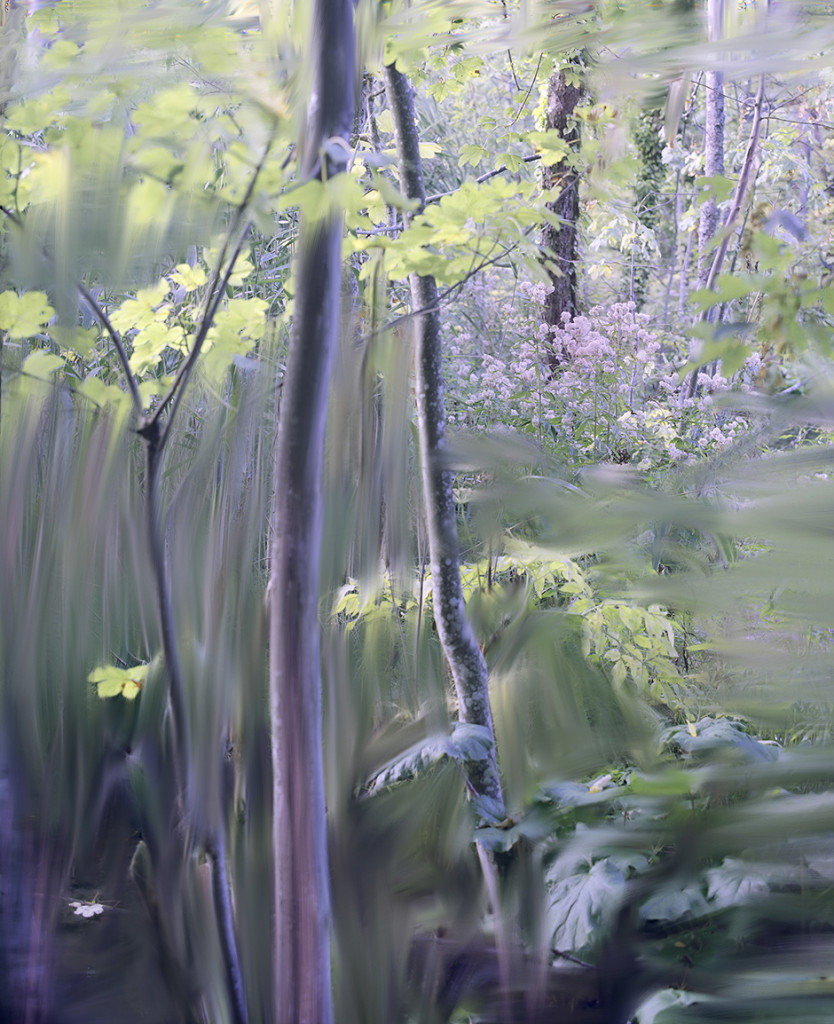 Untitled (yellow leaves)