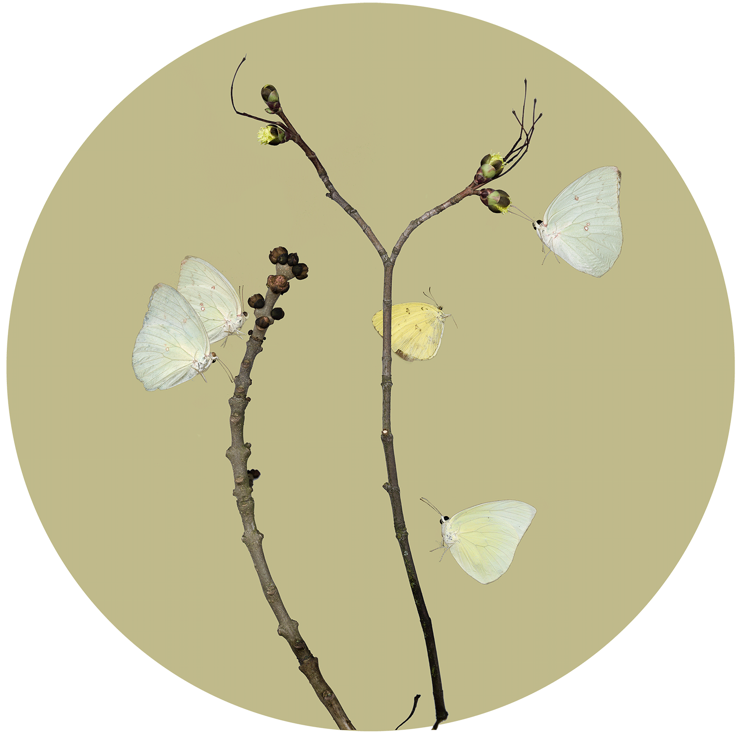 Untitled (Butterfly 2), 2015