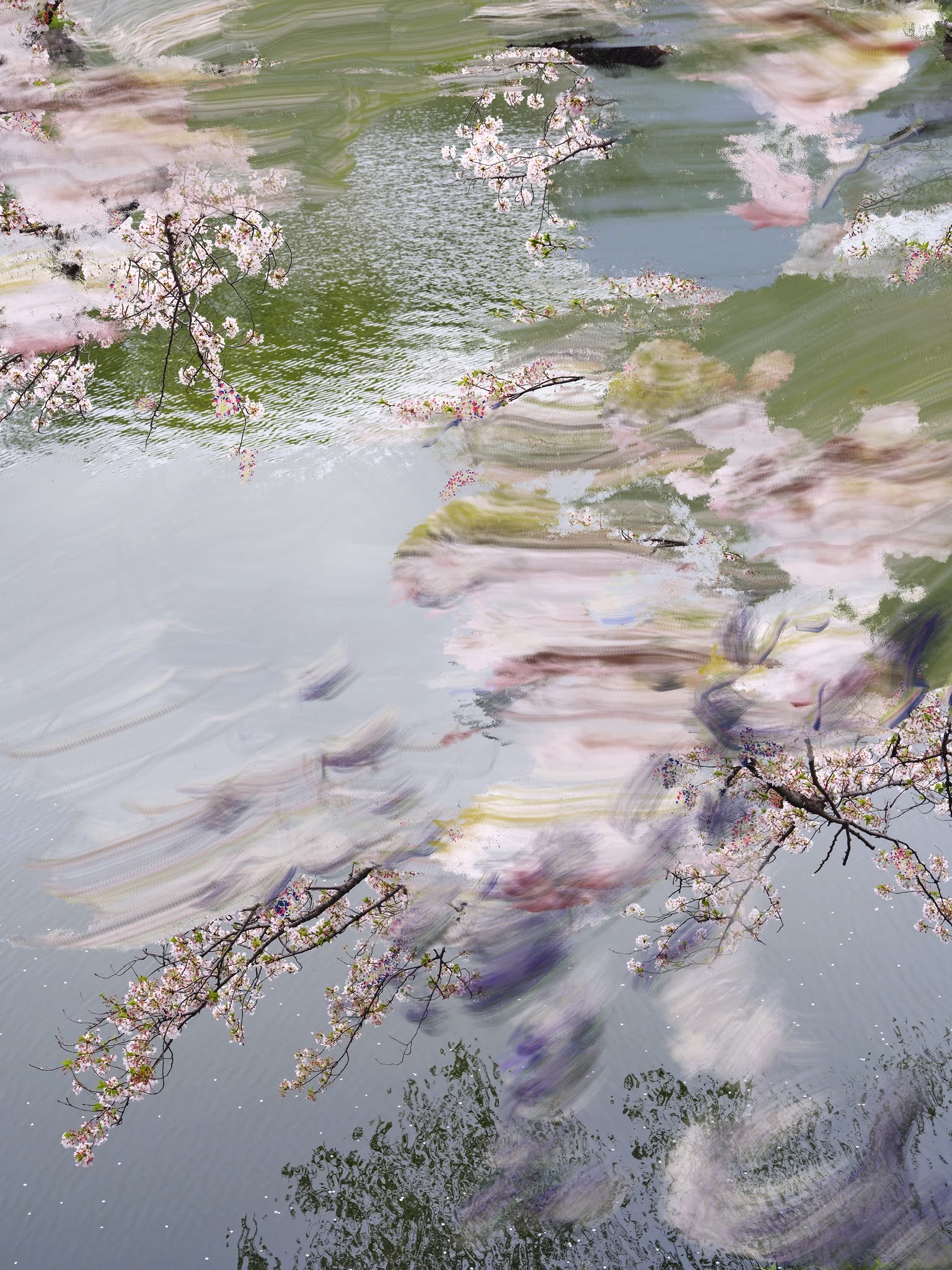 Sakura Lake 1