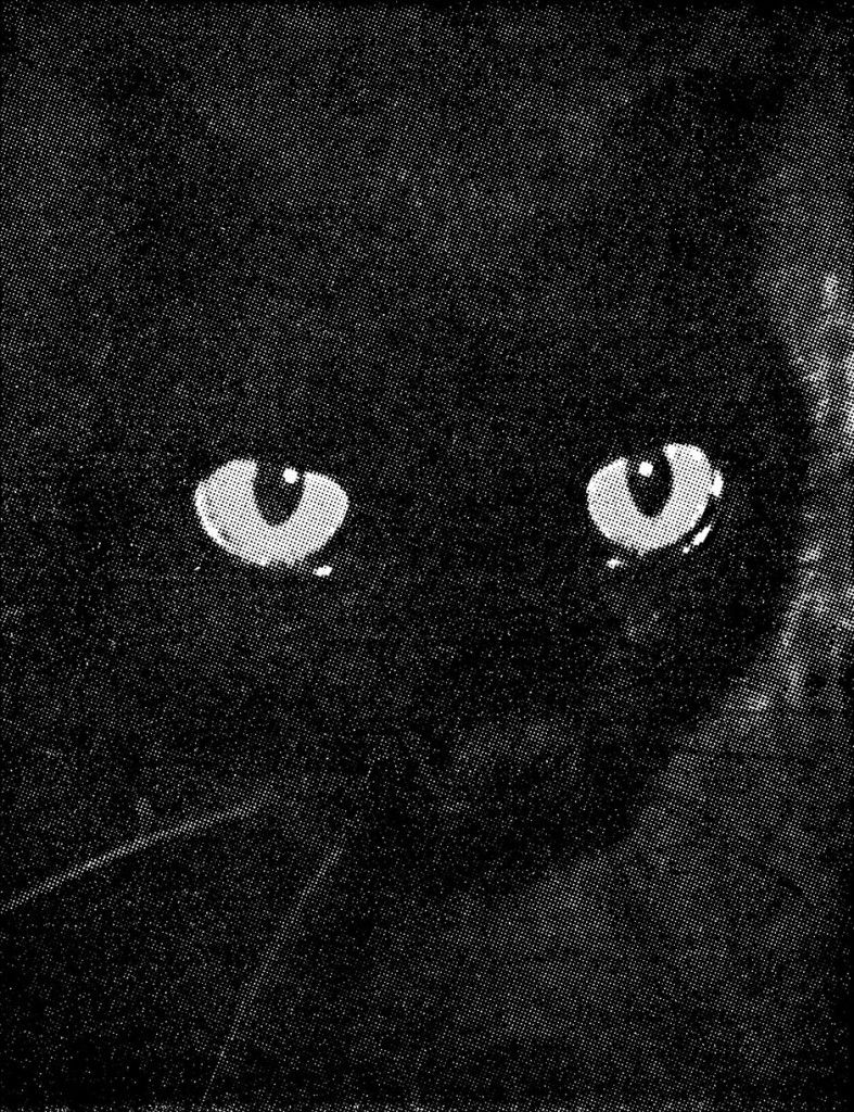 Wonders of Life (Black Cat), 2009