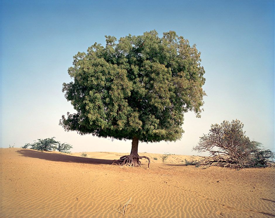 Desert Tree, India, 2000-2006
