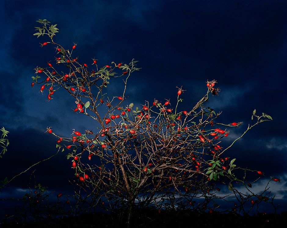 Red Berries, 2002