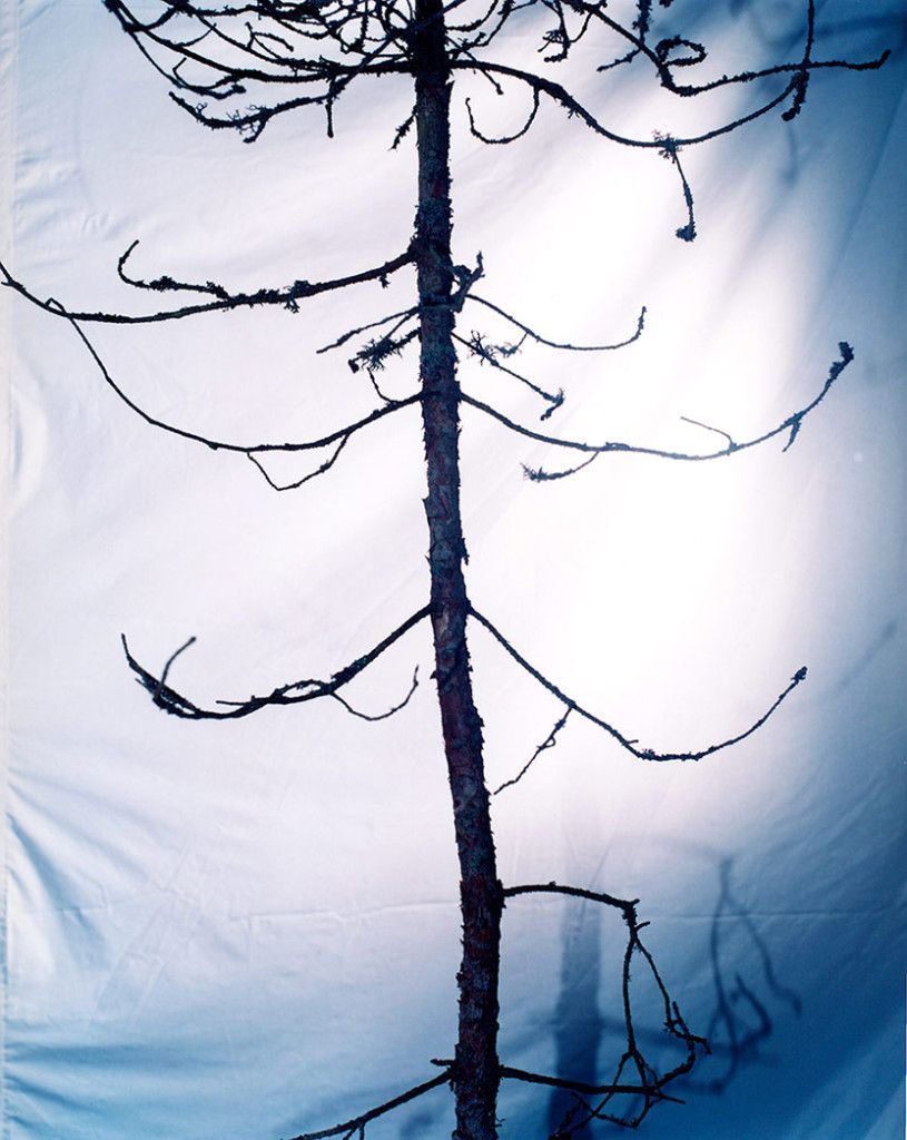 Tree III, 2003